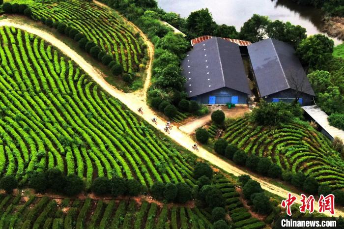 靖安“茶立方”山地自行车精英赛圆满落幕 封宽